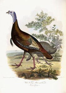 Dindon sauvage, mâle et femelle