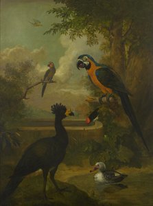 Macaw et autres oiseaux dans un paysage