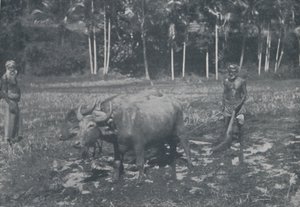 Culture du Riz, 1924