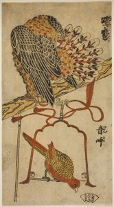 Épervier et ara (Konori taka, inko)