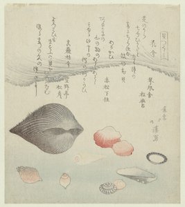 Coquille de fleur, coquille rouge et la coquille rouge pure (Une série de coquillages) - Totoya Hokkei