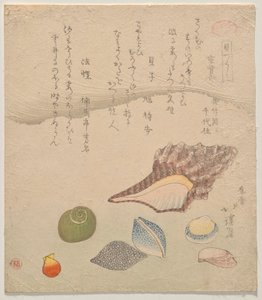 Sept coquillages au bord de la mer, de la série Compendium des coquillages (Kaizukushi)