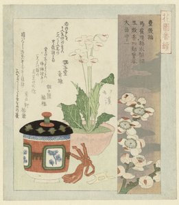 Nature morte avec primevère en fleur