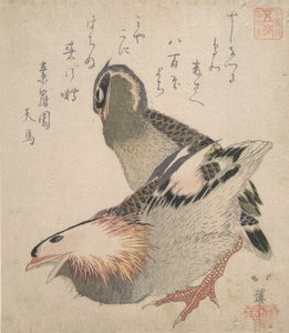 Deux oiseaux