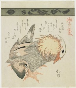 Canard mandarin et canard, vers 1830