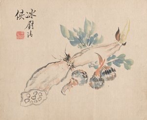 Racine de lotus et langue d