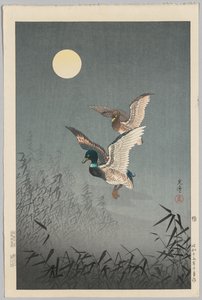 Vues de Tokyo : Canards