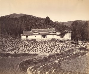 Champ de thé et maison de thé à Peling, vers 1869
