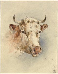 Tête de taureau