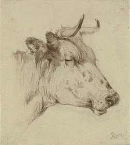 Tête de vache