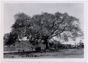 Arbre à large canopée devant le mur du village, Axum, Éthiopie, photographie d