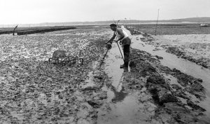 Ostréiculteur en Vendée, août 1974