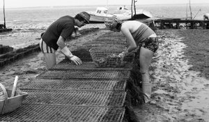 Ostréiculteur en Vendée, août 1974