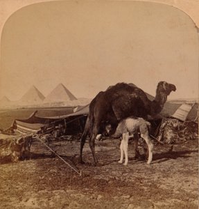 Un bébé du désert, Égypte, 1896
