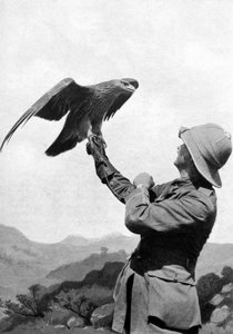 Un officier britannique avec un aigle doré apprivoisé, Salonique, Grèce, Première Guerre mondiale, 1914-1918, vers 1920