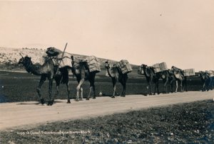 Caravane de chameaux en route pour Damas, 1936