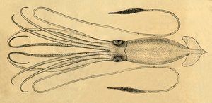 Diagramme du calmar géant, 1881