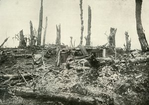 Un abri dans ce qui était autrefois un bois sylvestre, 1919