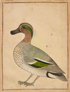 Sarcelle à ailes vertes, vers 1730 - Unbekannt