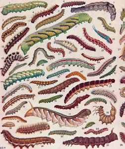 Cent différentes sortes de chenilles de papillons et de mites, 1935 - Unbekannt