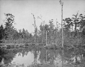 Un marais en Louisiane, vers 1897 - Unbekannt