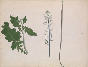 Une plante de radis, graine et fleur - Unbekannt