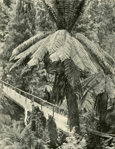 Un pont rustique, 1901 - Unbekannt