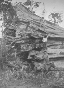 Un gros morceau de bois brésilien
