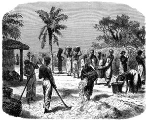 Une plantation de coton, vers 1880 - Unbekannt