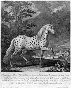 Une curiosité en couleur, Allemagne, 1722, 1938