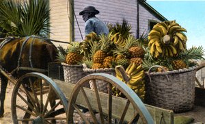 Un marchand de fruits, île de Taboga, Panama, début du 20ème siècle
