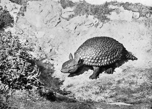 Un glyptodon, 20e siècle - Unbekannt