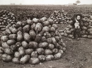 Une petite fille avec des piles de navets récoltés, près de Landskrona, Suède, 1910