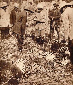 Un sac royal de tigres, 1911 1935 - Unbekannt