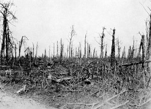 Un bois dans la région de la Somme, France, 1916, vers 1920