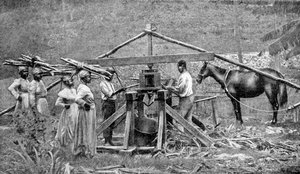 Un moulin à canne à sucre en bois, actionné par des chevaux, Antilles, 1922