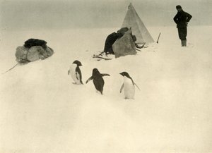 Les manchots Adélie visitent un camp, c1908 - Unbekannt