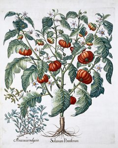 Tomate africaine et plantes de marjolaine, 1613