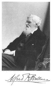 Alfred Russell Wallace, naturaliste britannique né au Pays de Galles, vers 1900 - Unbekannt