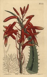 Aloe humilis (Aloe à feuilles vert pomme)