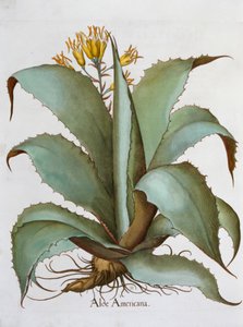 Aloès américain, Aloe Americana, 1613