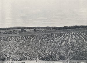 Un vignoble australien, 1923