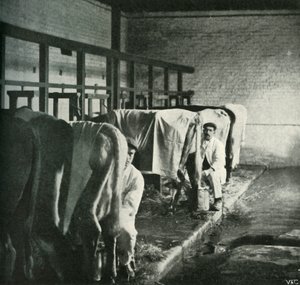 Une étable à la pointe de la modernité à la ferme Walker-Gordon, 1902