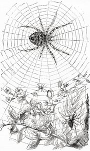 Une araignée tisseuse ou aranéide.
