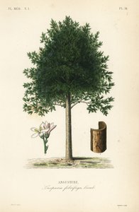 Angusture, Angostura trifoliata, Cusparia febrifuga