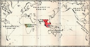 Anthropoidea - Hylobates Rouge, Simia Bleu, Gorilla Marron, Anthropopithecus Vert, 1897