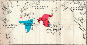 Anthropoidea - VI. Carte de distribution des différentes espèces Bleu et Macacus Rouge - Unbekannt