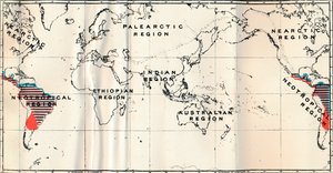 Anthropoidea - V. Carte de distribution des familles Hapalidae en rouge, et Cebidae en bleu, 1897
