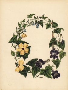 La Maurandie de Barclay, Maurandya barclayana, la Thunbergie ailée, Thunbergia alata, Mémoire ; Le Myosotis, Ne m