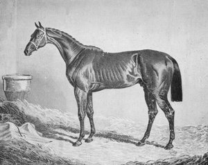 Bay Middleton, 1833-1857, 1911 - Unbekannt